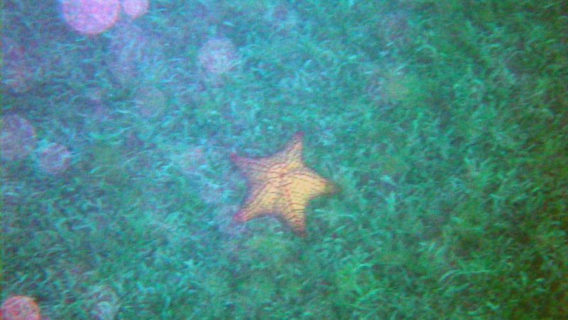 Une belle étoile de mer dans Chatham Bay