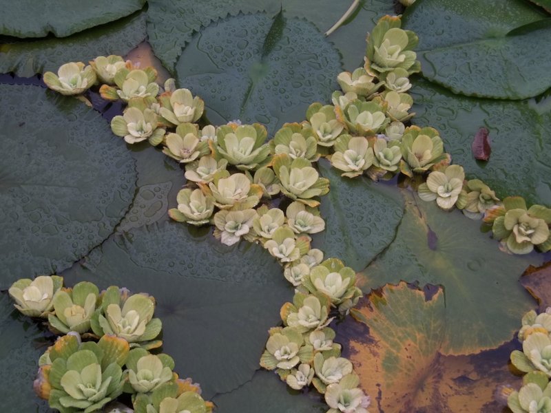 Un détail de ce jardin d’eau