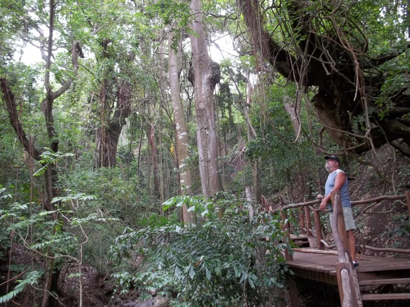 Un sentier aménagé dans la forêt tropicale
