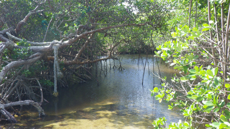 Au fond, un ruisseau vient se jeter dans la mer en passant par la mangrove