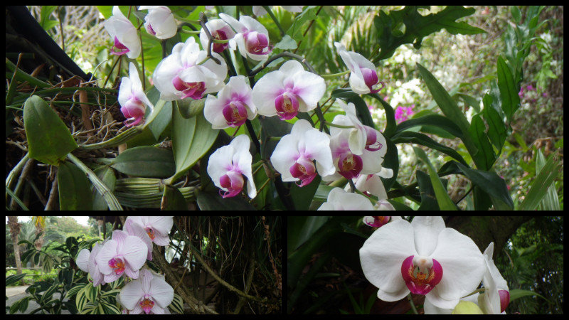 Une spécialité de ce jardin : les orchidées!!