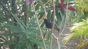 Un petit oiseau des tropiques!