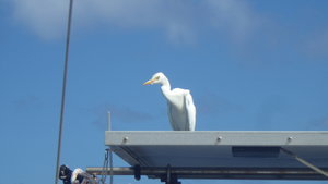 Un ibis décide de se reposer et de se laisser transporter jusqu’à l’île!