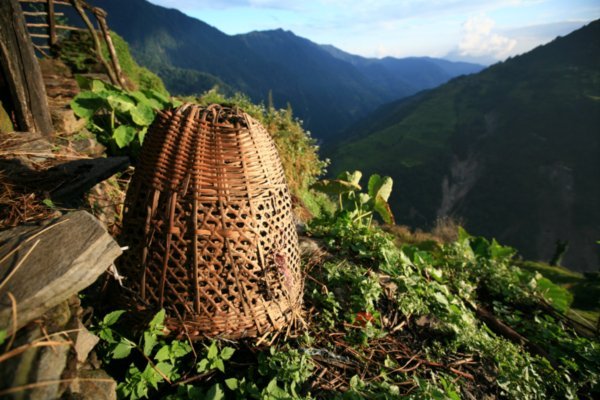 A typical native basket used to carry almost anything along the trails
