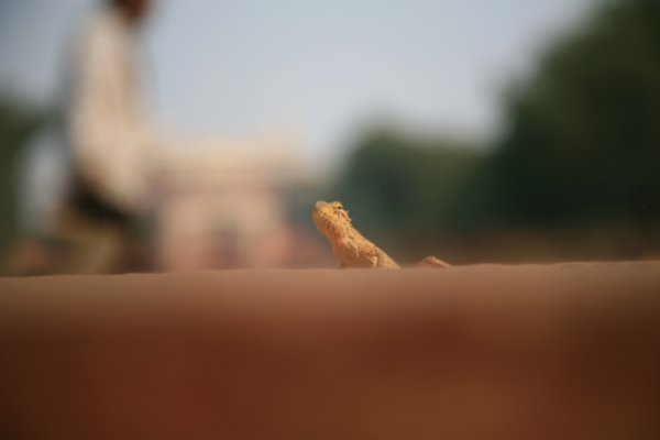 Gecko at a temple