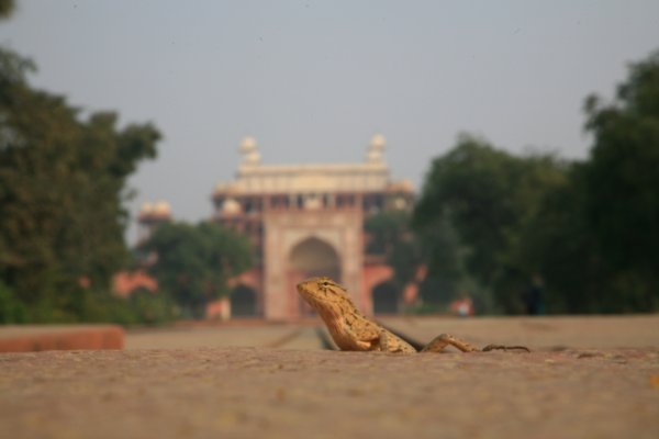 Gecko at a temple