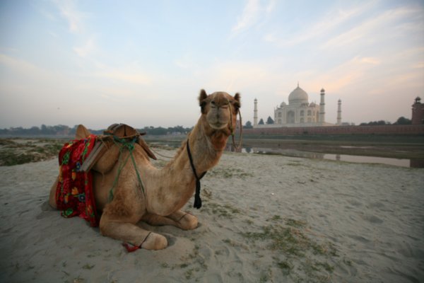 Camel at the Taj