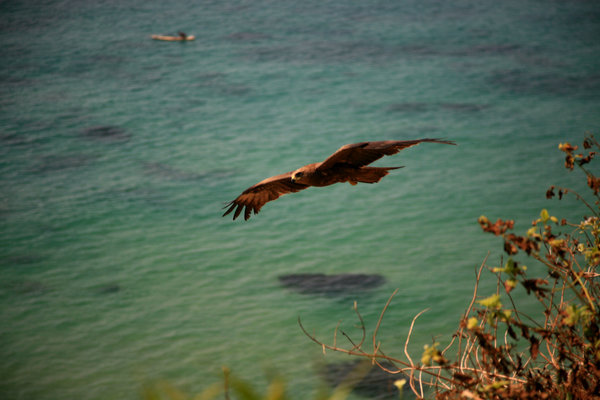 Soaring Eagle at the cliffs in Varkala