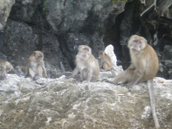 Last of the monkeys