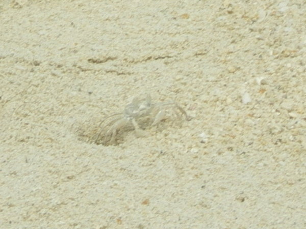 White crabs