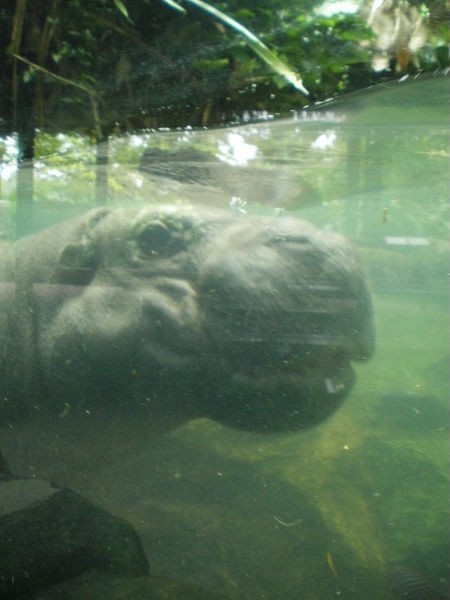 Hippo's are defo related to dinosaurs!