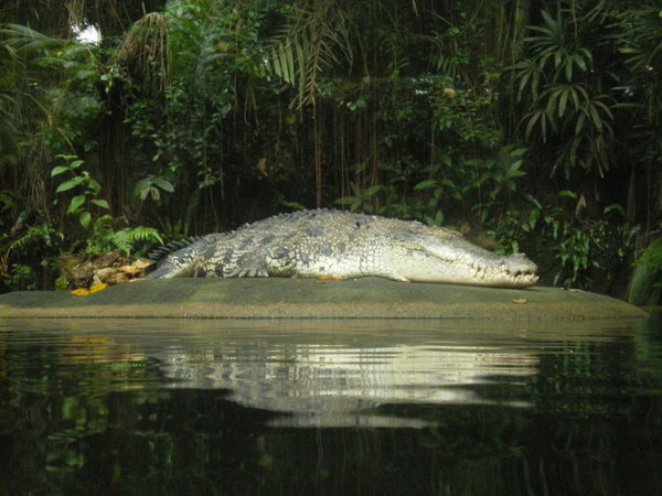 Alligator...or maybe a crocodile.