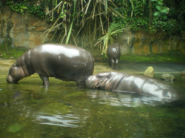 Hippo's