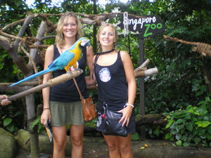 Us and the parrots