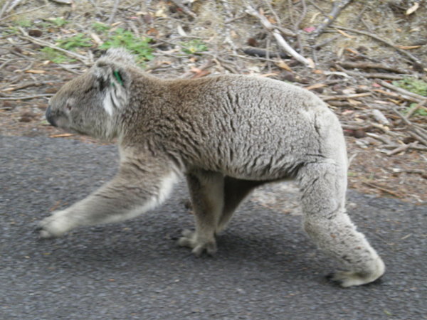 Koala on the move