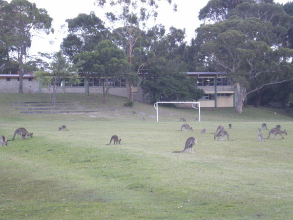 A school field of Kangas