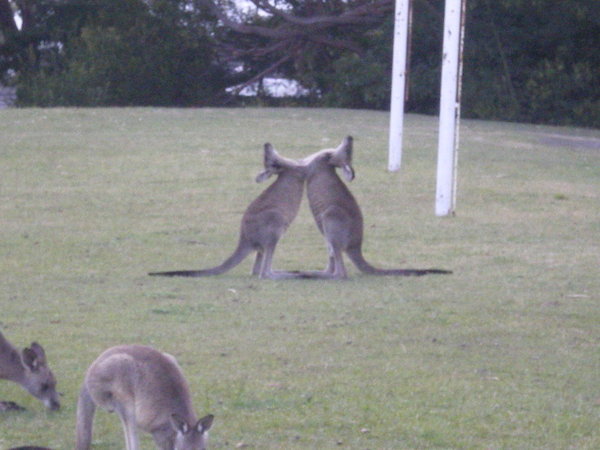 Kangaroo Love