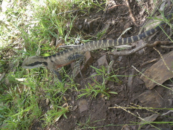Lizard that jumped out on us!