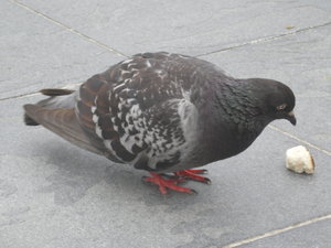 Fattest pigeon ever seen