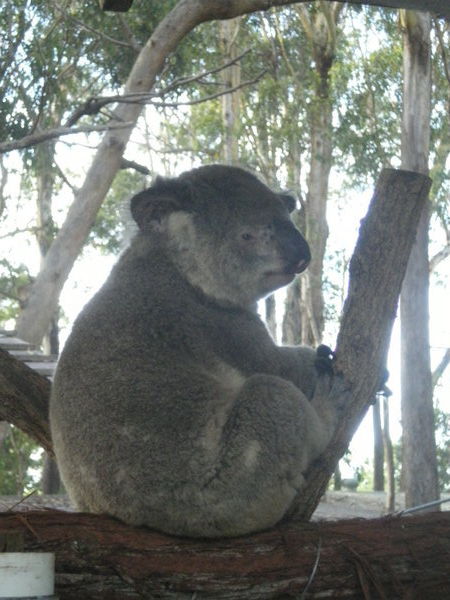 Cute koalas