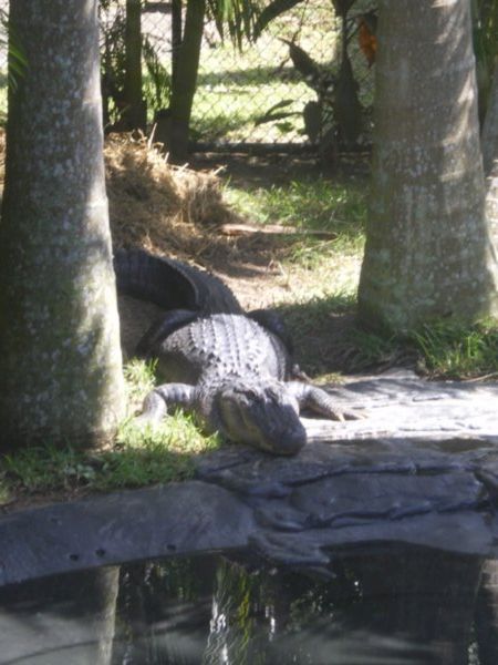 Another croc/alligator