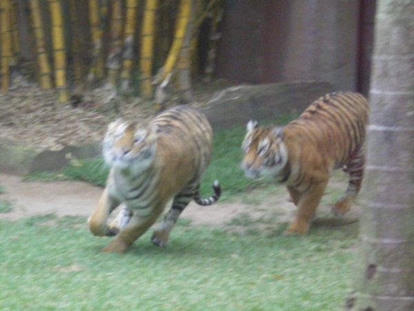 Tiger play