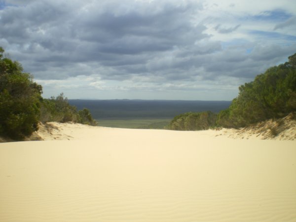 Forest and sand dunes