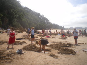 A beach of diggers and loungers