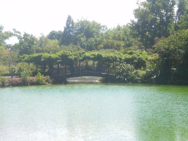 Lovely green lake in the park