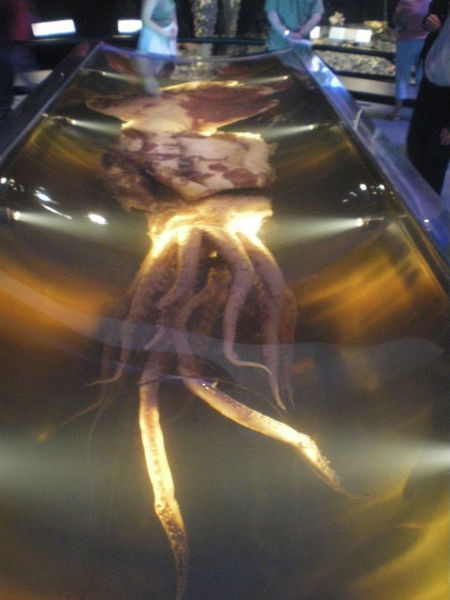 A Giant Colossal Squid