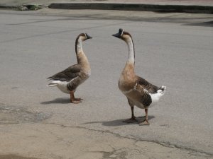 Weird sounding geese things