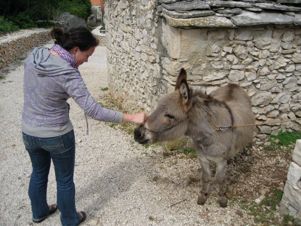 Croatian Donkey