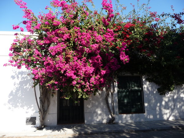 A pretty house and flowering tree