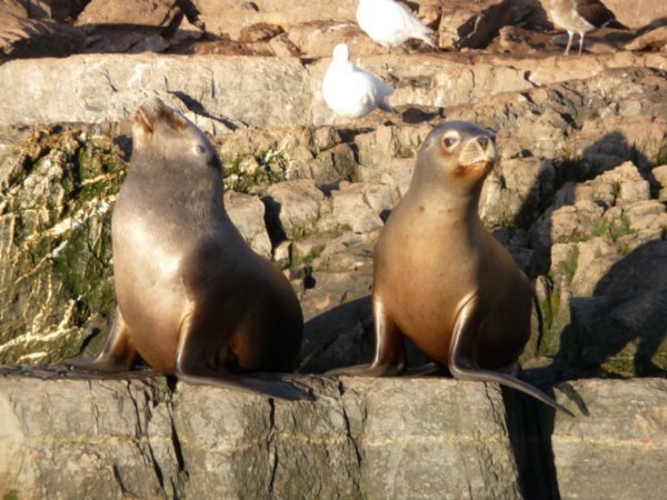 Two Sealions just sat posing and sunning themselves