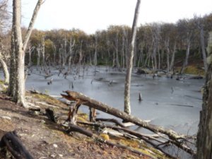A spooky peat bog that had been frozen over and all the trees had died