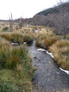 A pretty stream in Tierra del Fuego