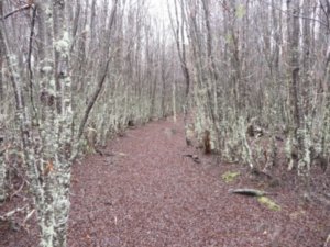 Spooky little pathway through the trees in Tierra del Fuego