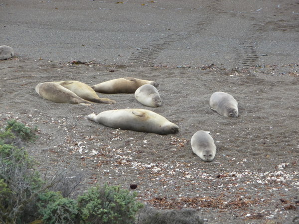 Southern Elephant Seals at Penninsular Valdes