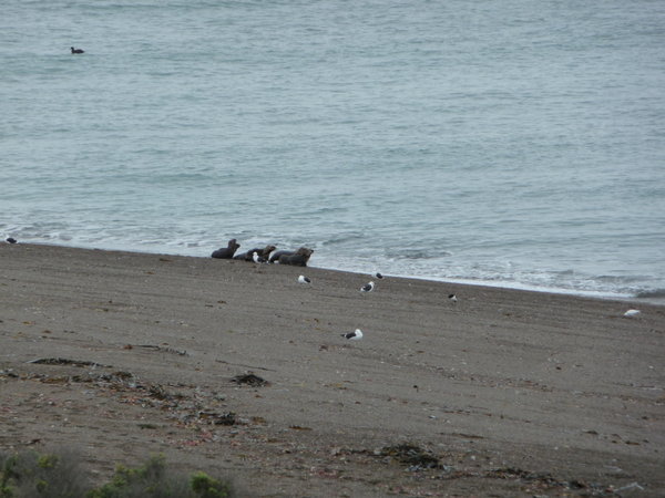 A pack of sealion cubs playing on the beach