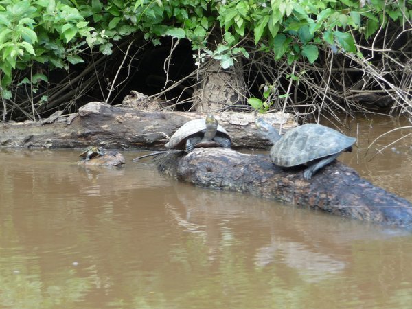 Turtles resting out of the river