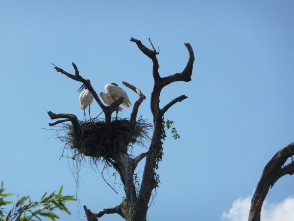 Birds high up in their nest