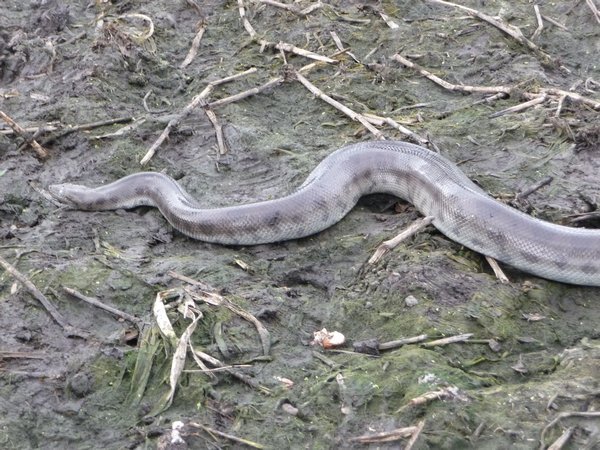 Anaconda on its escape