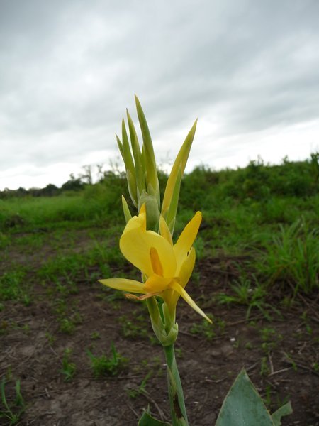 Another random flower on the pampas