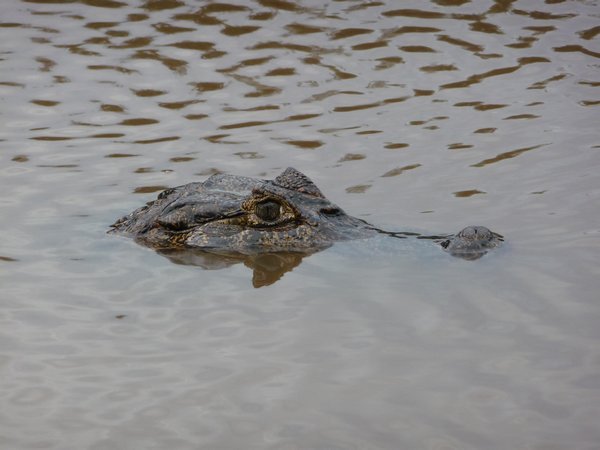 A wary alligator