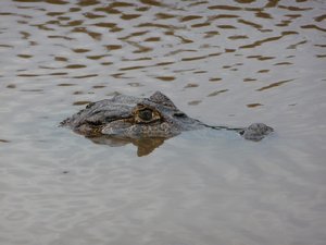 A wary alligator