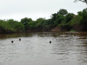 The group swimming with pink river dolphins