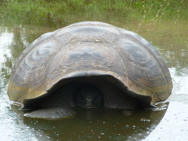 A giant tortoise wallowing in a pond