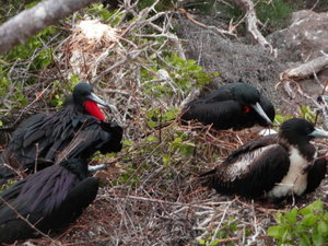 Nesting Frigate birds