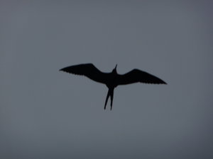 A frigate bird in flight