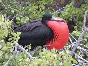 A male Frigate bird looking for a mate hence the red balloon chest